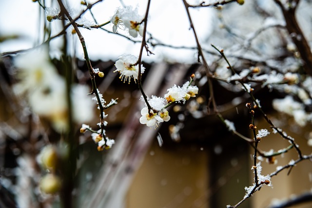 冰雪世界的